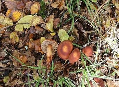 Spindeliger Rübling, Foto 4