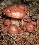 Spindeliger Rübling, Foto 7