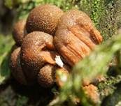 Blutmilchpilz, Foto 14