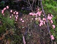 Blutmilchpilz, Foto 15