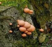 Blutmilchpilz, Foto 28
