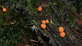Blutmilchpilz, Foto 31