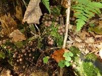 Blutmilchpilz, Foto 33