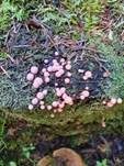 Blutmilchpilz, Foto 46