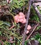 Blutmilchpilz, Foto 48