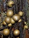 Blutmilchpilz, Foto 56