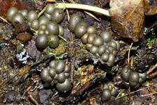 Blutmilchpilz, Foto 76