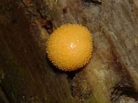 Blutmilchpilz, Foto 82