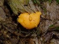 Blutmilchpilz, Foto 83