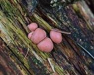 Blutmilchpilz, Foto 11