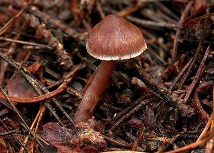 Spindelsporiger Gürtelfuß, Foto 2
