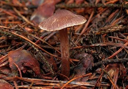 Spindelsporiger Gürtelfuß, Foto 5