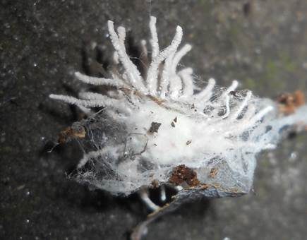 Spinnen-Kernkeule, Foto 4