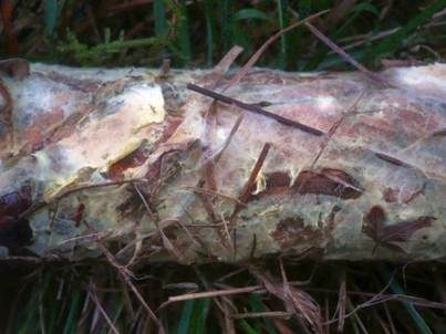 Spinnwebenartiger Rindenpilz, Foto 2