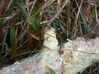 Spinnwebenartiger Rindenpilz, Foto 7