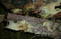 Spinnwebenartiger Rindenpilz, Foto 8