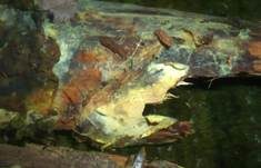 Spinnwebenartiger Rindenpilz, Foto 9