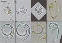 Spiralenpilzchen, Foto 15