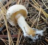 Spitzbasiger Dickfuß, Foto 4