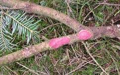 Blutroter Borstenscheibling, Foto 12
