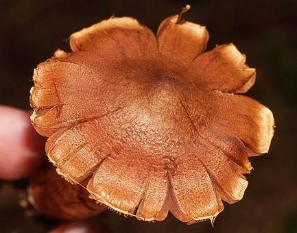 Spitzgebuckelter Raukopf, Foto 4