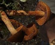Spitzgebuckelter Raukopf, Foto 8