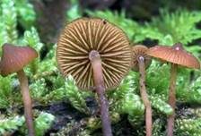 Spitzhütiger Häubling, Foto 6