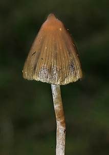 Spitzkegeliger Kahlkopf, Foto 4
