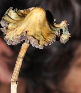 Spitzkegeliger Kahlkopf, Foto 6