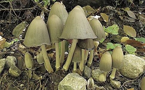 Spitzkegeliger Tintling, Foto 3