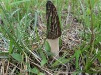Spitzmorchel, Foto 17
