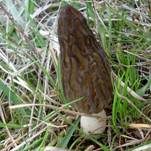 Spitzmorchel, Foto 20