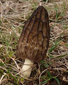 Spitzmorchel, Foto 4