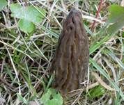 Spitzmorchel, Foto 22
