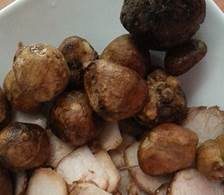 Sporenarmer Trüffel, Foto 35