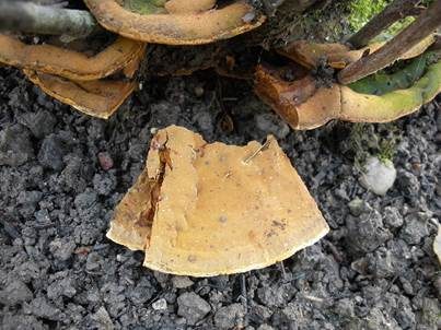 Stachelbeerfeuerschwamm, Foto 3