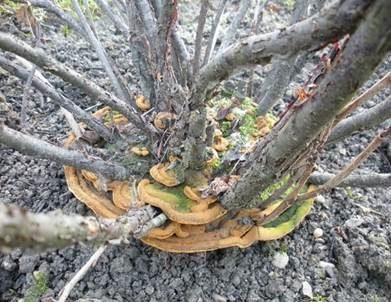 Stachelbeerfeuerschwamm, Foto 4