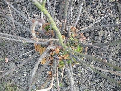 Stachelbeerfeuerschwamm, Foto 5