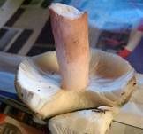 Stachelbeertäubling, Foto 7