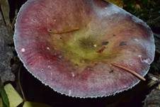 Stachelbeertäubling, Foto 9