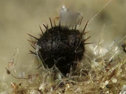 Stacheldung-Schlauchpilz, Foto 3
