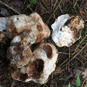 Stachelsporiger Mäandertrüffel, Foto 2