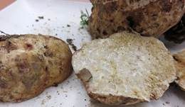 Stachelsporiger Mäandertrüffel, Foto 26
