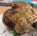 Stachelsporiger Mäandertrüffel, Foto 28