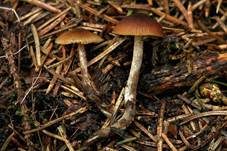 Stachelsporiges Graublatt, Foto 5
