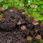 Stachelsporiges Graublatt, Foto 7