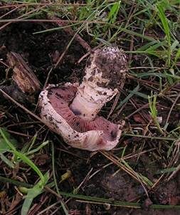 Stadtchampignon, Foto 2