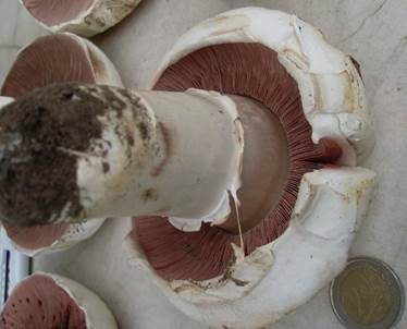 Stadtchampignon, Foto 3