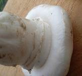 Stadtchampignon, Foto 20