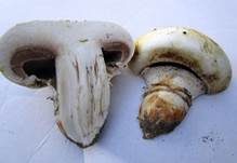 Stadtchampignon, Foto 21